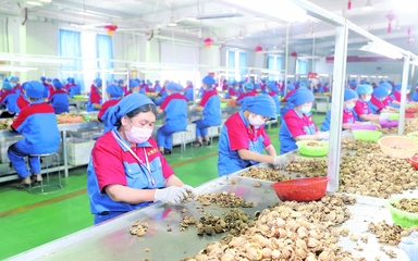 龍頭企業(yè) 引領(lǐng)現(xiàn)代農(nóng)業(yè)發(fā)展的“領(lǐng)跑者”——以資金、技術(shù)、設(shè)備與理念驅(qū)動(dòng)產(chǎn)業(yè)升級